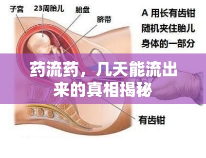 藥流藥，幾天能流出來的真相揭秘