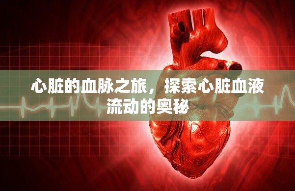 心臟的血脈之旅，探索心臟血液流動的奧秘