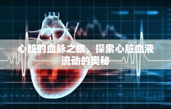 心臟的血脈之旅，探索心臟血液流動的奧秘