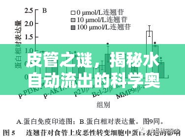 皮管之謎，揭秘水自動(dòng)流出的科學(xué)奧秘