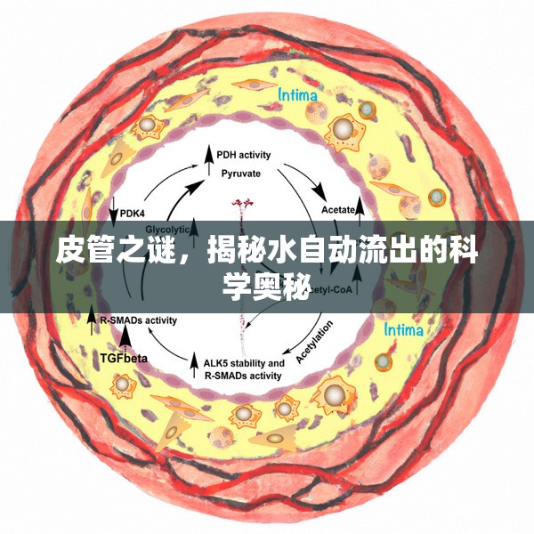皮管之謎，揭秘水自動(dòng)流出的科學(xué)奧秘