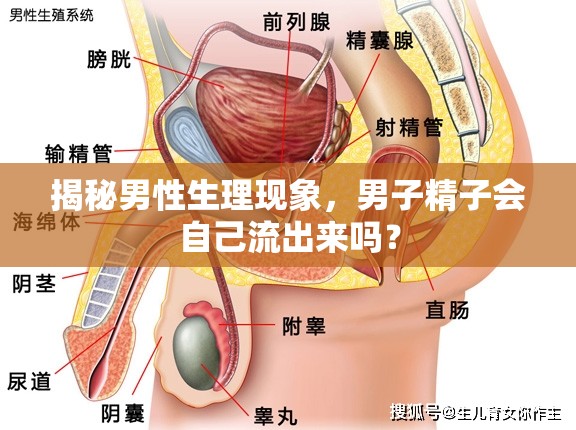 揭秘男性生理現(xiàn)象，男子精子會(huì)自己流出來(lái)嗎？
