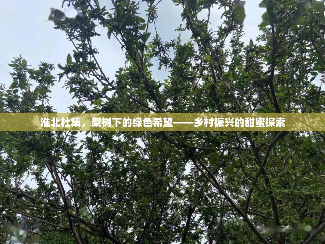淮北杜集，梨樹(shù)下的綠色希望——鄉(xiāng)村振興的甜蜜探索