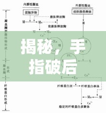 揭秘，手指破后血液為何有時顯得粘稠——科學解析血液凝固與粘度