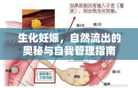 生化妊娠，自然流出的奧秘與自我管理指南