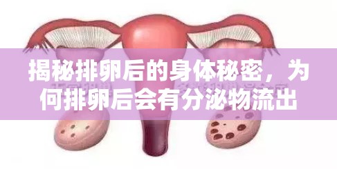 揭秘排卵后的身體秘密，為何排卵后會有分泌物流出？