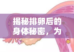 揭秘排卵后的身體秘密，為何排卵后會有分泌物流出？