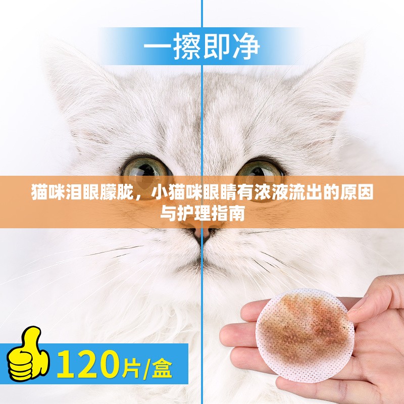 貓咪淚眼朦朧，小貓咪眼睛有濃液流出的原因與護理指南