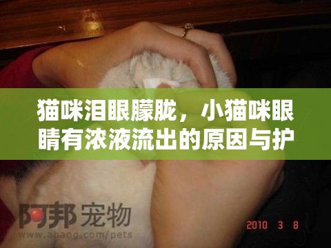 貓咪淚眼朦朧，小貓咪眼睛有濃液流出的原因與護理指南