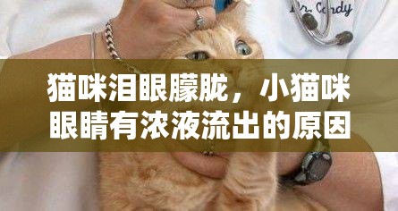 貓咪淚眼朦朧，小貓咪眼睛有濃液流出的原因與護理指南