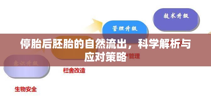 停胎后胚胎的自然流出，科學解析與應對策略