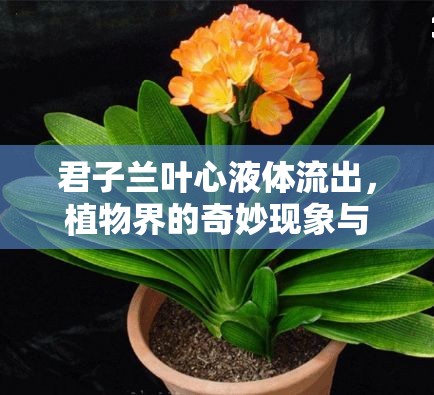 君子蘭葉心液體流出，植物界的奇妙現(xiàn)象與養(yǎng)護(hù)指南