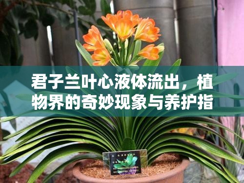 君子蘭葉心液體流出，植物界的奇妙現(xiàn)象與養(yǎng)護(hù)指南
