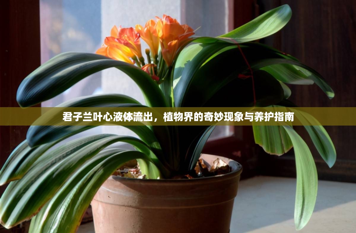 君子蘭葉心液體流出，植物界的奇妙現(xiàn)象與養(yǎng)護(hù)指南