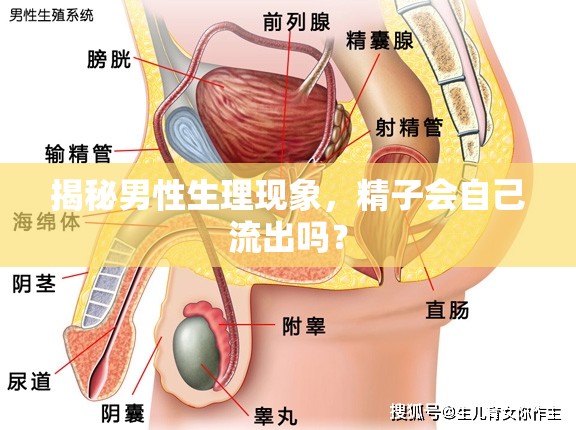 揭秘男性生理現(xiàn)象，精子會(huì)自己流出嗎？