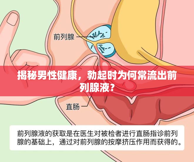 揭秘男性健康，勃起時(shí)為何常流出前列腺液？