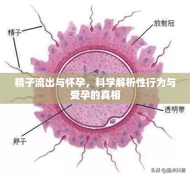 精子流出與懷孕，科學(xué)解析性行為與受孕的真相