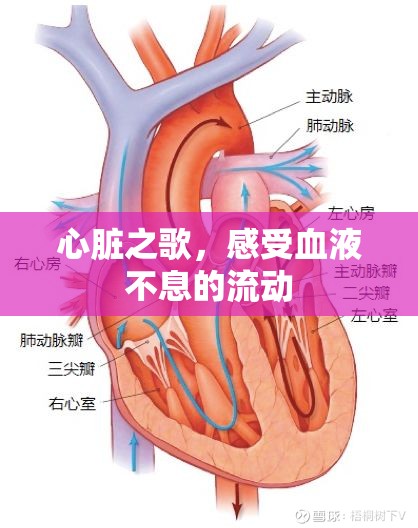 心臟之歌，感受血液不息的流動(dòng)
