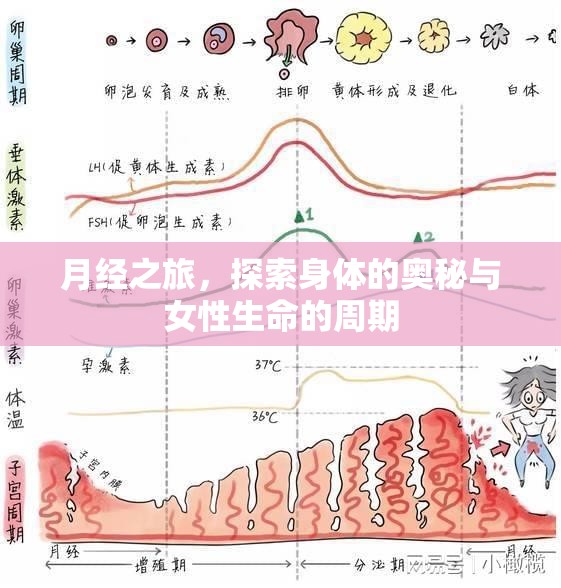 月經(jīng)之旅，探索身體的奧秘與女性生命的周期