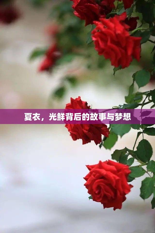 夏衣，光鮮背后的故事與夢想