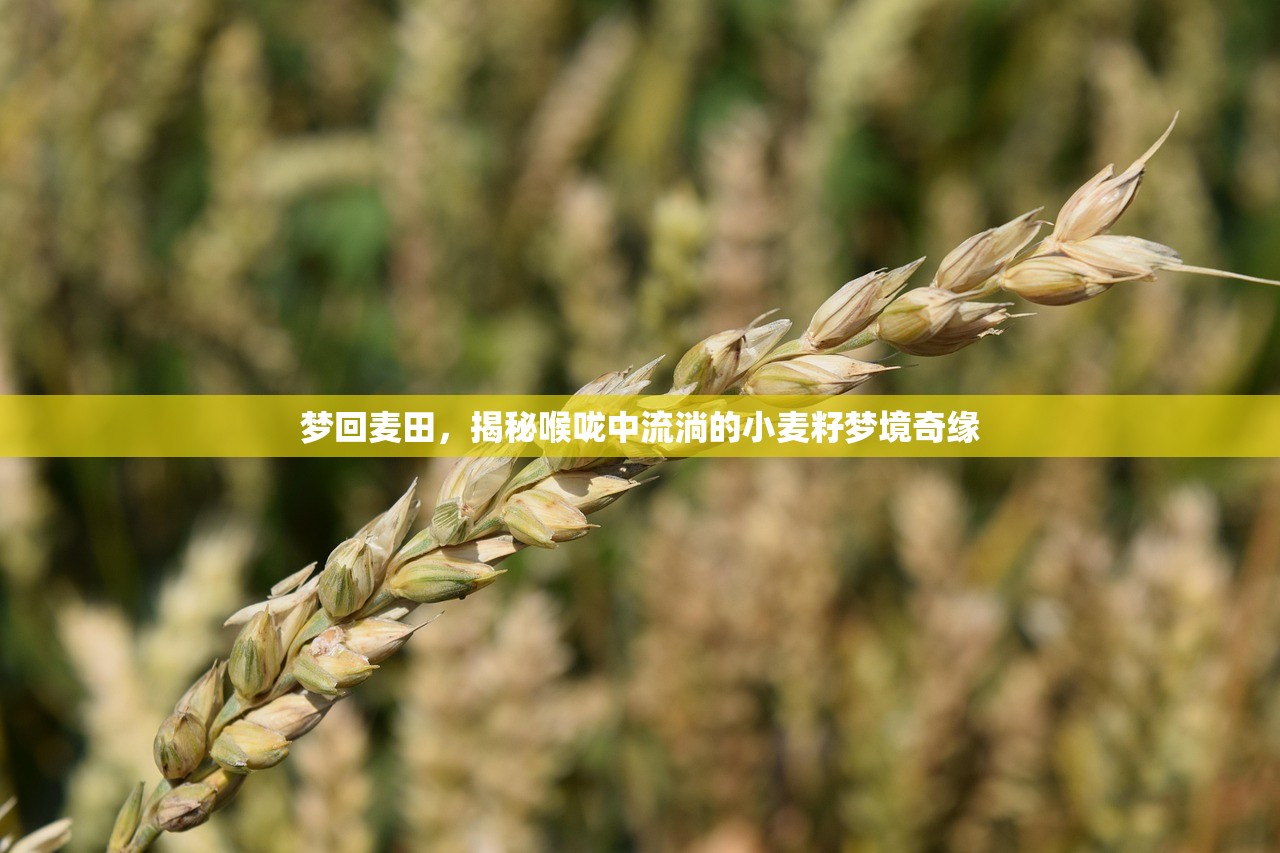 夢回麥田，揭秘喉嚨中流淌的小麥籽夢境奇緣