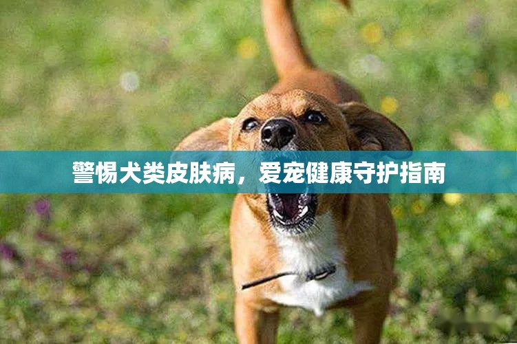 警惕犬類皮膚病，愛寵健康守護(hù)指南