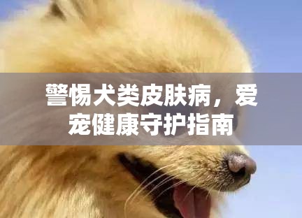 警惕犬類皮膚病，愛寵健康守護(hù)指南