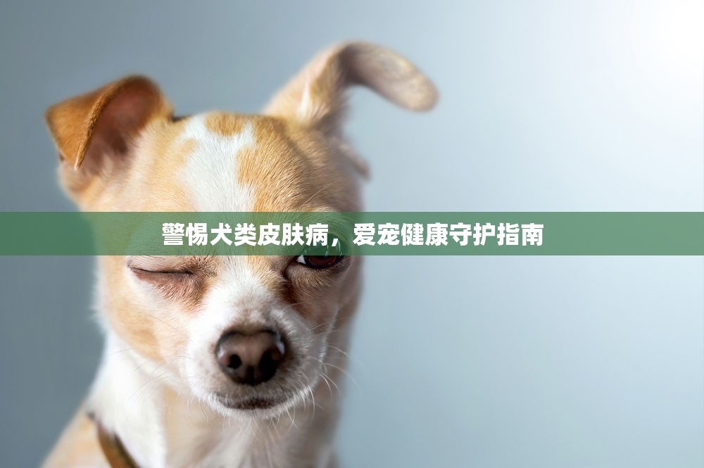警惕犬類皮膚病，愛寵健康守護(hù)指南