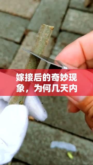 嫁接后的奇妙現(xiàn)象，為何幾天內(nèi)會有粘液流出？