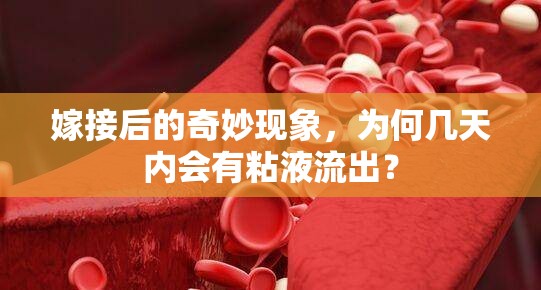 嫁接后的奇妙現(xiàn)象，為何幾天內(nèi)會有粘液流出？