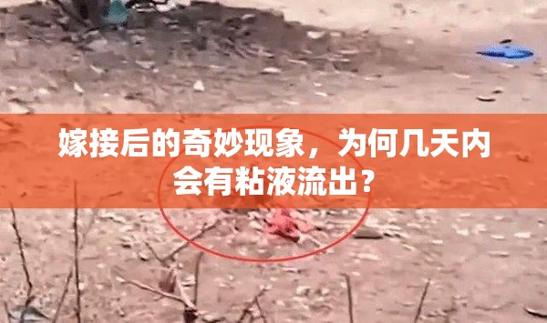 嫁接后的奇妙現(xiàn)象，為何幾天內(nèi)會有粘液流出？