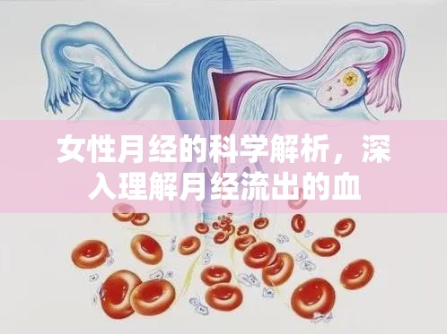 女性月經(jīng)的科學(xué)解析，深入理解月經(jīng)流出的血
