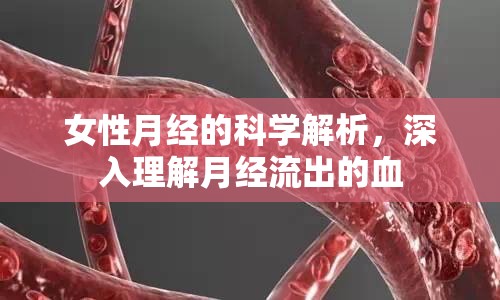 女性月經(jīng)的科學(xué)解析，深入理解月經(jīng)流出的血