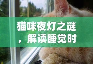 貓咪夜燈之謎，解讀睡覺(jué)時(shí)流出的黃色液體