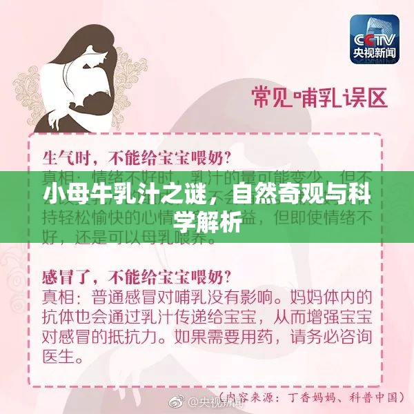小母牛乳汁之謎，自然奇觀與科學(xué)解析