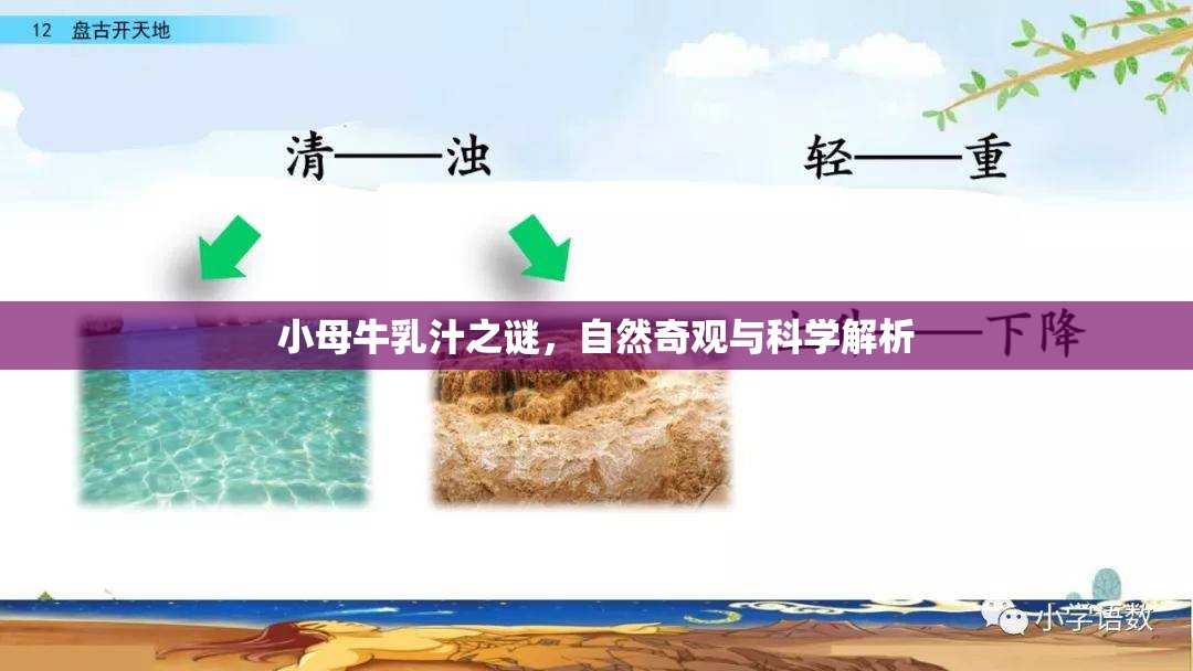 小母牛乳汁之謎，自然奇觀與科學(xué)解析