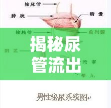 揭秘尿管流出絮狀物的真相，圖解與健康指南