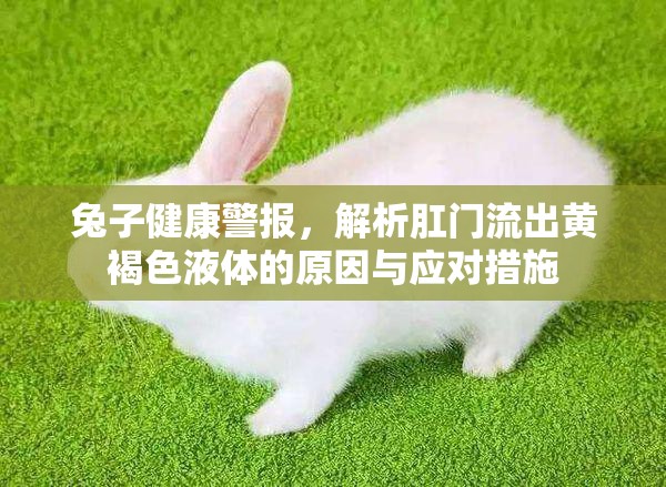 兔子健康警報，解析肛門流出黃褐色液體的原因與應對措施