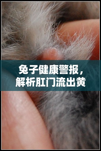 兔子健康警報，解析肛門流出黃褐色液體的原因與應對措施