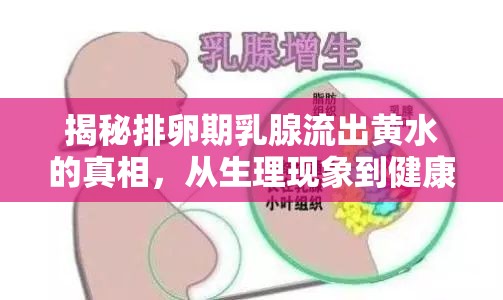 揭秘排卵期乳腺流出黃水的真相，從生理現(xiàn)象到健康關(guān)懷