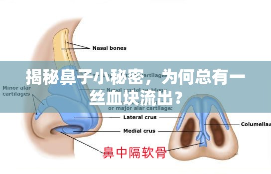 揭秘鼻子小秘密，為何總有一絲血塊流出？