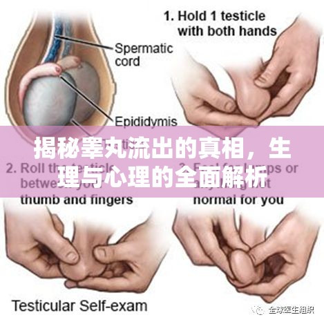 揭秘睪丸流出的真相，生理與心理的全面解析