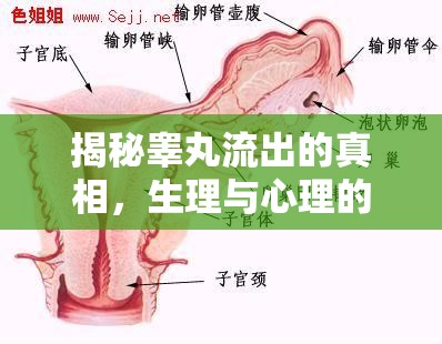 揭秘睪丸流出的真相，生理與心理的全面解析