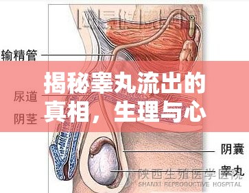 揭秘睪丸流出的真相，生理與心理的全面解析
