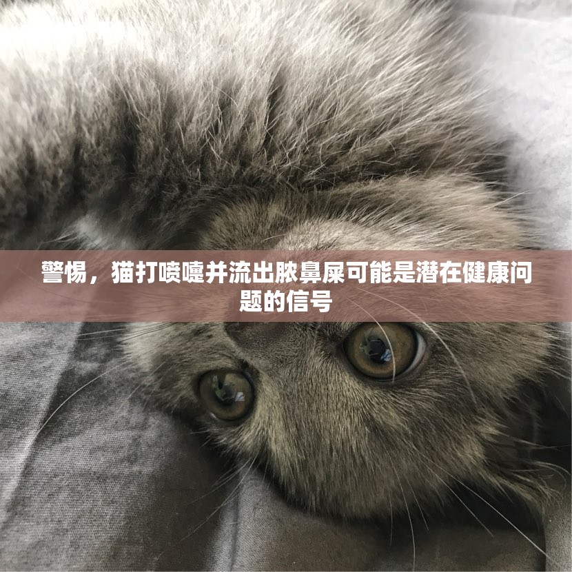 警惕，貓打噴嚏并流出膿鼻屎可能是潛在健康問題的信號