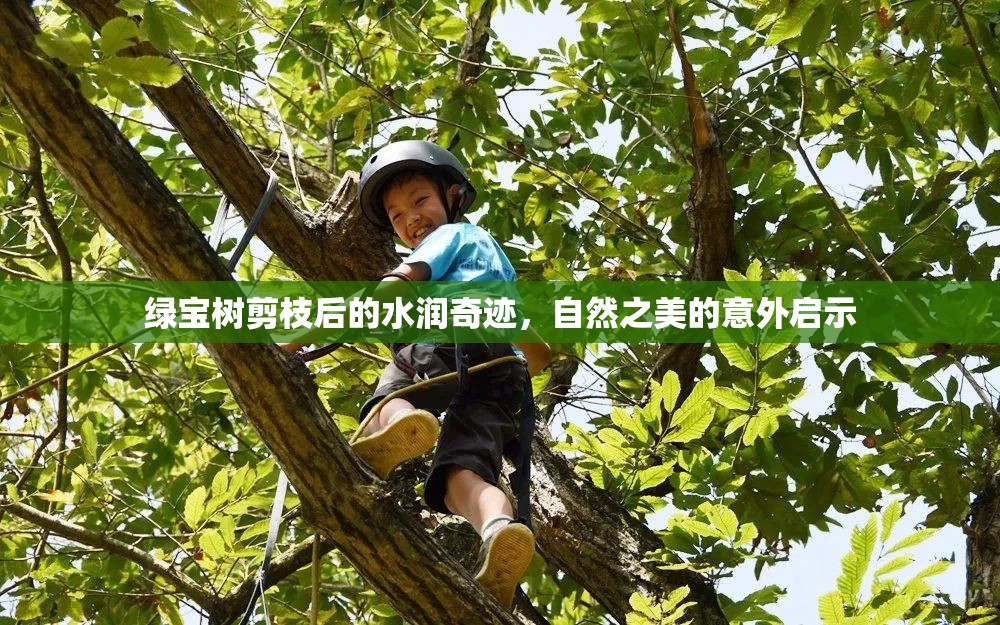 綠寶樹剪枝后的水潤奇跡，自然之美的意外啟示
