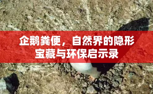 企鵝糞便，自然界的隱形寶藏與環(huán)保啟示錄