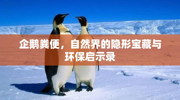 企鵝糞便，自然界的隱形寶藏與環(huán)保啟示錄