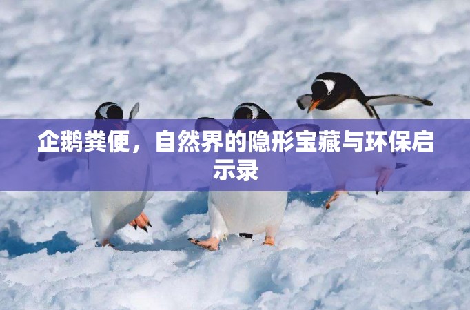企鵝糞便，自然界的隱形寶藏與環(huán)保啟示錄
