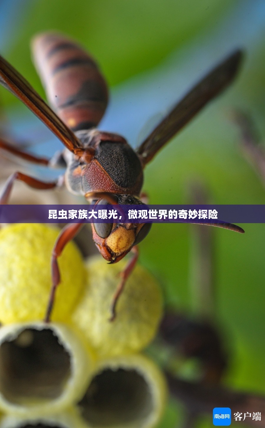 昆蟲(chóng)家族大曝光，微觀世界的奇妙探險(xiǎn)